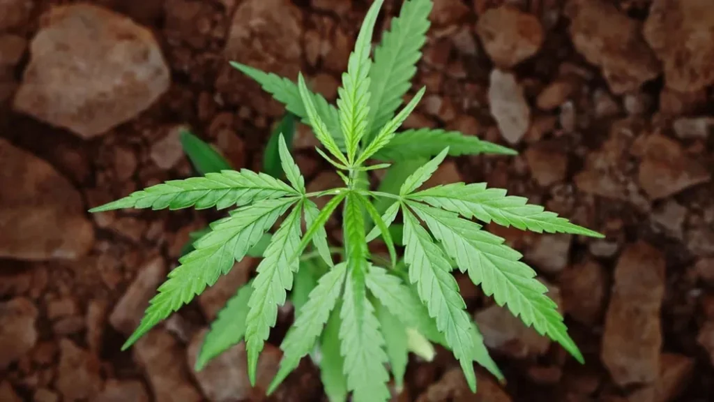 La marihuana contiene "ADN alienígena" procedente del exterior de nuestro sistema solar, confirma la NASA