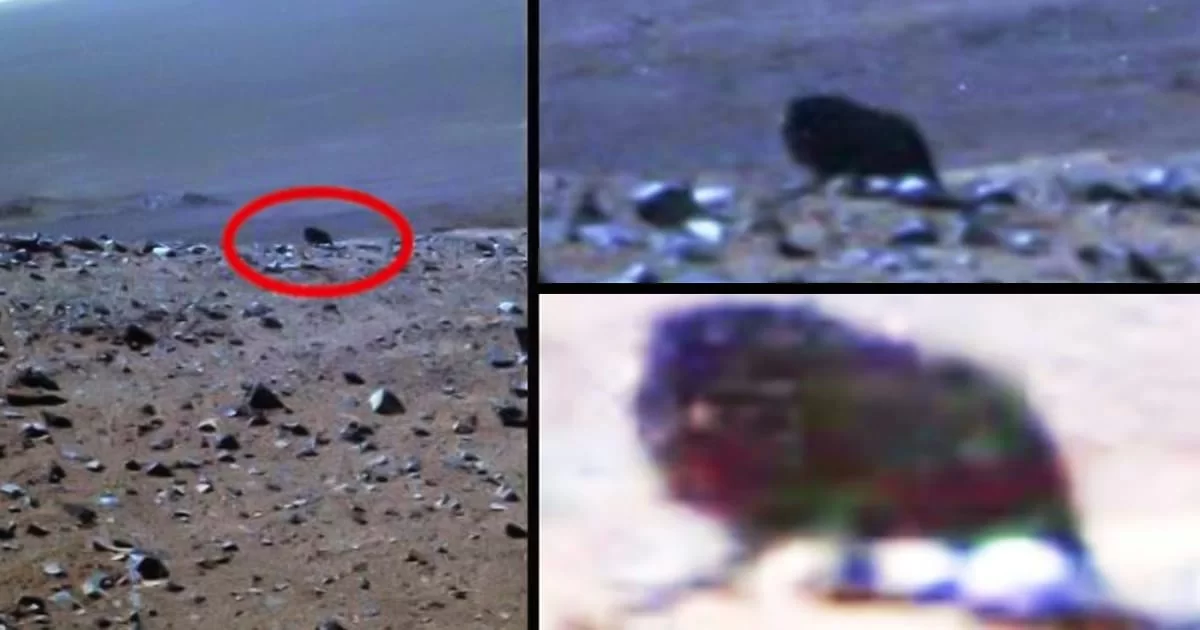 NASA detectó una extraña criatura en Marte